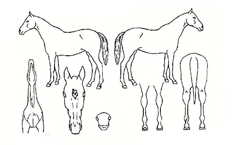 �ε�ֳ��帲�� ����,���,�޸�,�λ�,�ٸ��� Ư¡����