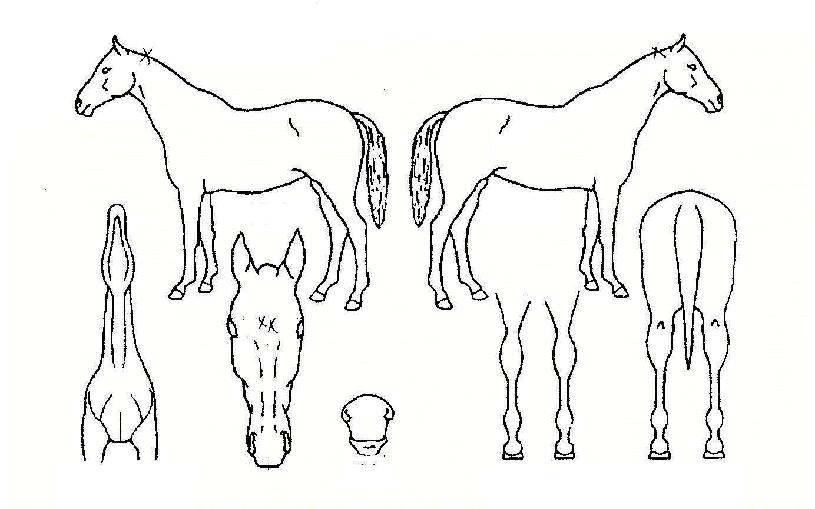 ¼ö»óÀÇ Ãø¸é,¿ì¸é,µÞ¸é,µÎ»ó,´Ù¸®ÀÇ Æ¯Â¡µµÇØ