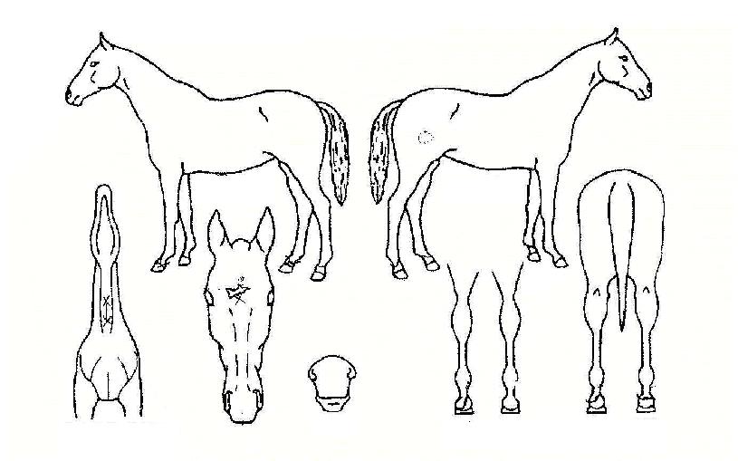 õ������ ����,���,�޸�,�λ�,�ٸ��� Ư¡����