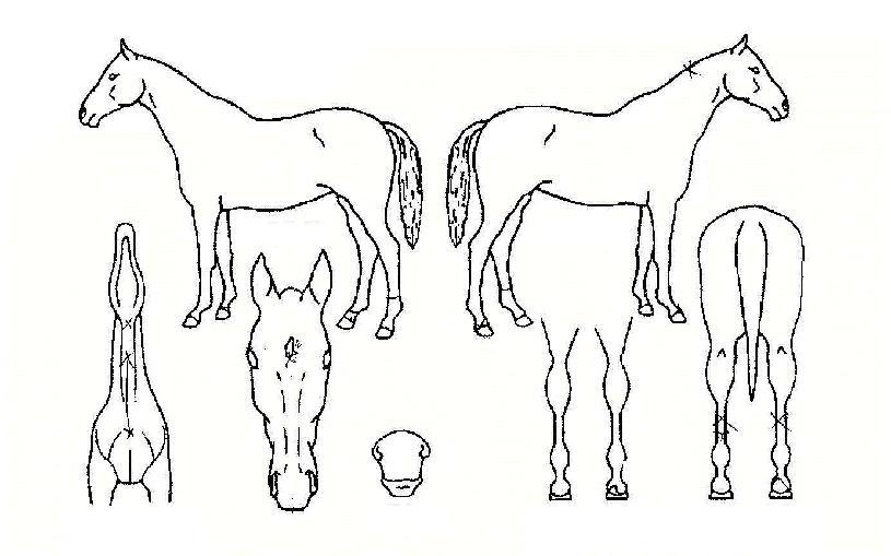 »õº®¾ÆÄ§ÀÇ Ãø¸é,¿ì¸é,µÞ¸é,µÎ»ó,´Ù¸®ÀÇ Æ¯Â¡µµÇØ