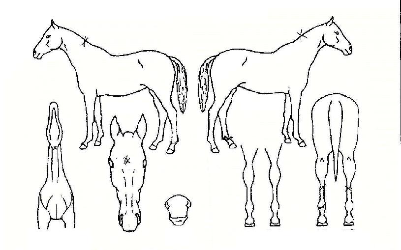 Ŭ·¡½ÄºòÅ丮ÀÚ¸¶ÀÇ Ãø¸é,¿ì¸é,µÞ¸é,µÎ»ó,´Ù¸®ÀÇ Æ¯Â¡µµÇØ