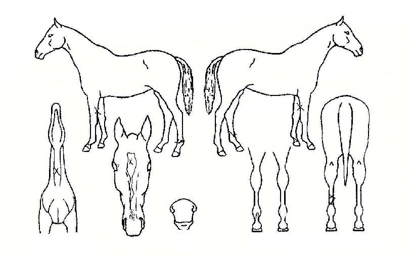 �Ÿ��� ����,���,�޸�,�λ�,�ٸ��� Ư¡����