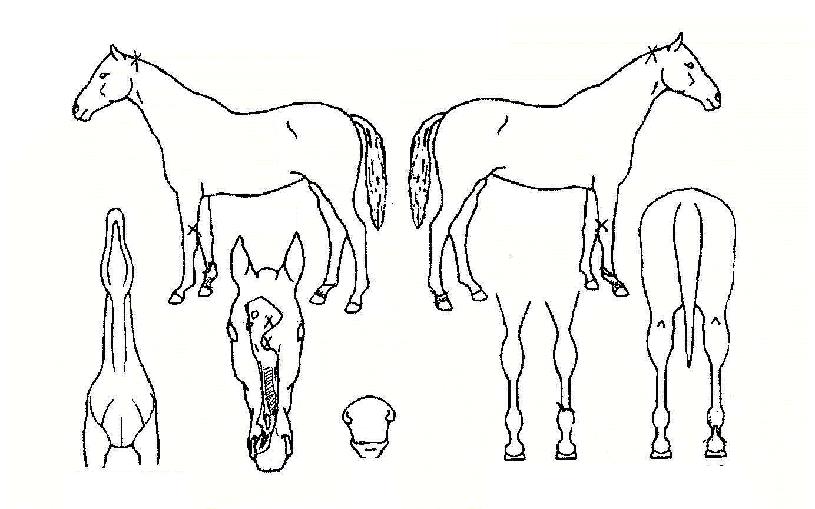 ����Ÿ�̰��ڸ��� ����,���,�޸�,�λ�,�ٸ��� Ư¡����