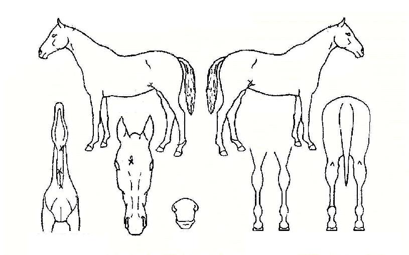 ū������ ����,���,�޸�,�λ�,�ٸ��� Ư¡����