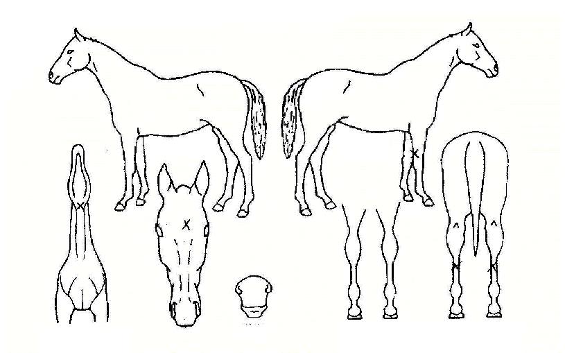 ´ç´çÇÑÀÇ Ãø¸é,¿ì¸é,µÞ¸é,µÎ»ó,´Ù¸®ÀÇ Æ¯Â¡µµÇØ