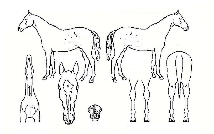 ·èÇÁ¸°¼¼½ºÀÚ¸¶ÀÇ Ãø¸é,¿ì¸é,µÞ¸é,µÎ»ó,´Ù¸®ÀÇ Æ¯Â¡µµÇØ