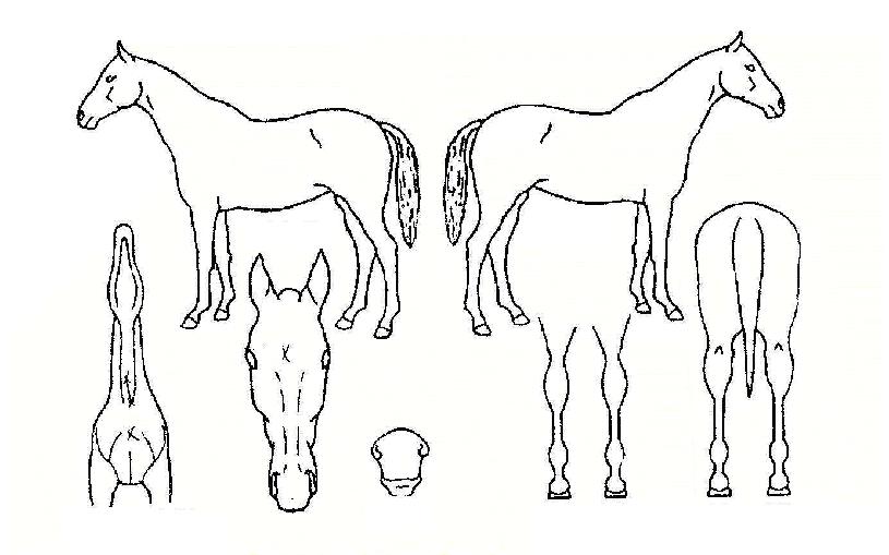 ·Ñ¸µ±×·¹ÀÌÀÇ Ãø¸é,¿ì¸é,µÞ¸é,µÎ»ó,´Ù¸®ÀÇ Æ¯Â¡µµÇØ