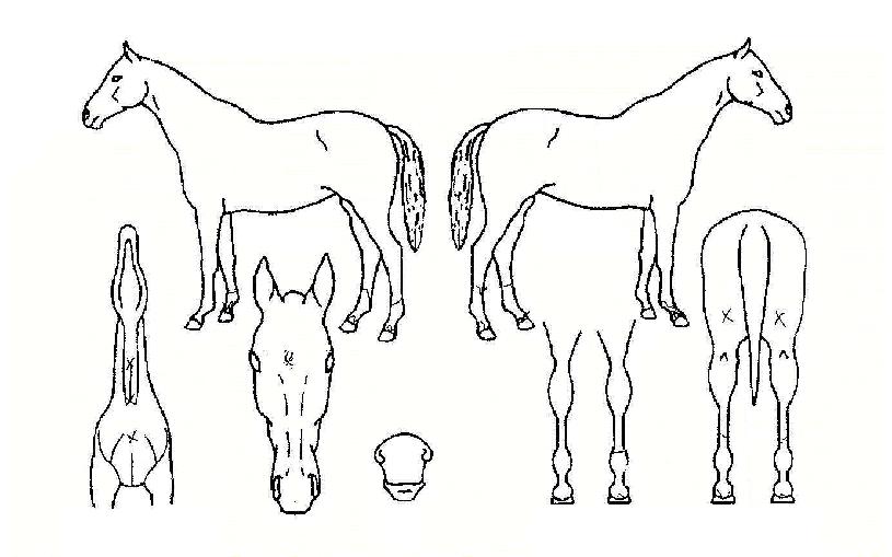 Àç¹ÌµÎ¹èÀÇ Ãø¸é,¿ì¸é,µÞ¸é,µÎ»ó,´Ù¸®ÀÇ Æ¯Â¡µµÇØ