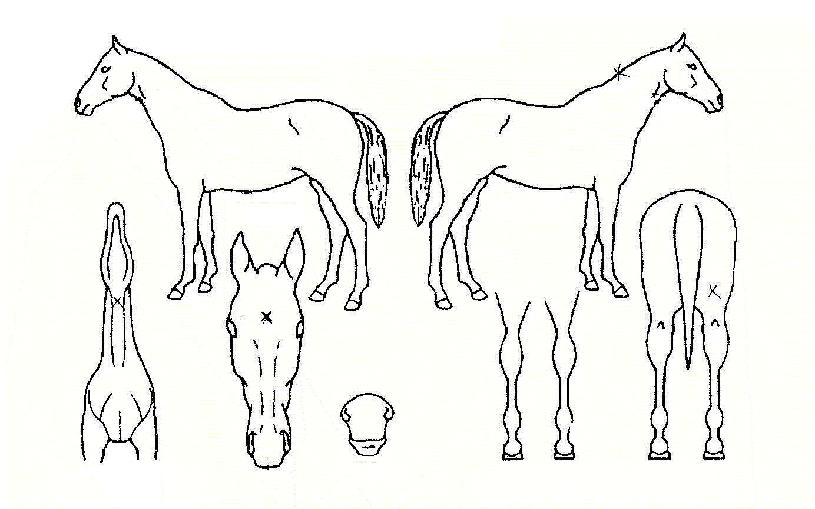 ¶óÀÌÅ©º§ºªÀÇ Ãø¸é,¿ì¸é,µÞ¸é,µÎ»ó,´Ù¸®ÀÇ Æ¯Â¡µµÇØ