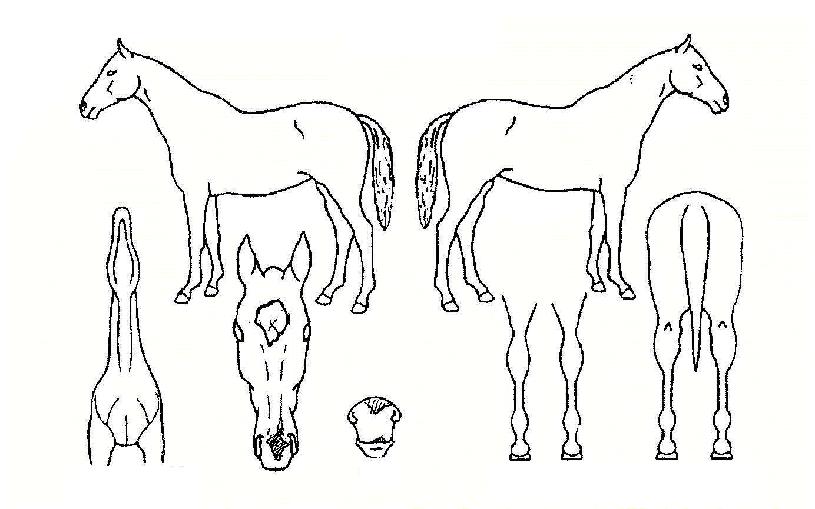 ���߷������� ����,���,�޸�,�λ�,�ٸ��� Ư¡����