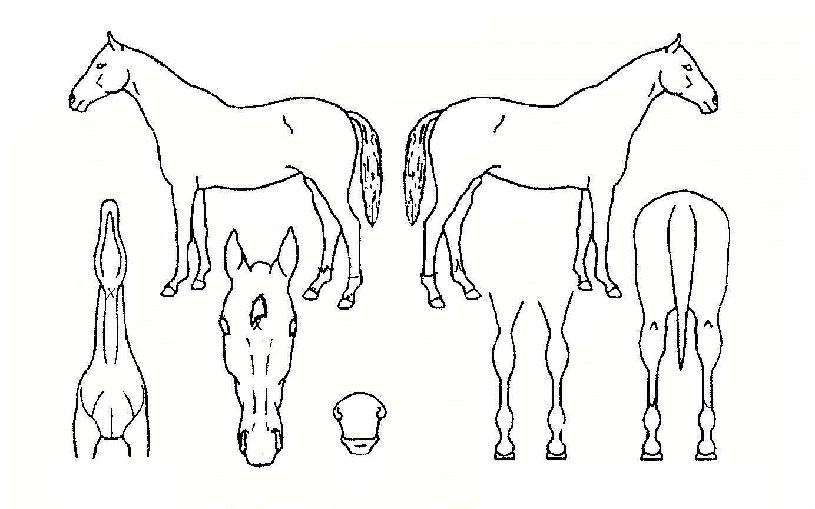 ½ºÅæÄݵå¸ÅÁ÷ÀÚ¸¶ÀÇ Ãø¸é,¿ì¸é,µÞ¸é,µÎ»ó,´Ù¸®ÀÇ Æ¯Â¡µµÇØ