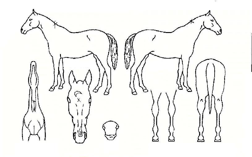 �Ǵн����� ����,���,�޸�,�λ�,�ٸ��� Ư¡����