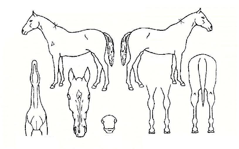 ±Û·Î¸®Ã¨ÇÁÀÇ Ãø¸é,¿ì¸é,µÞ¸é,µÎ»ó,´Ù¸®ÀÇ Æ¯Â¡µµÇØ