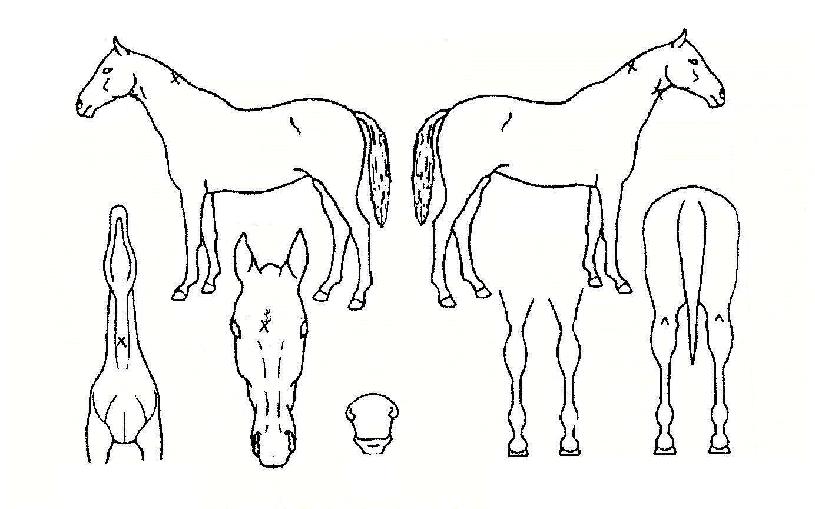 �����۽����� ����,���,�޸�,�λ�,�ٸ��� Ư¡����