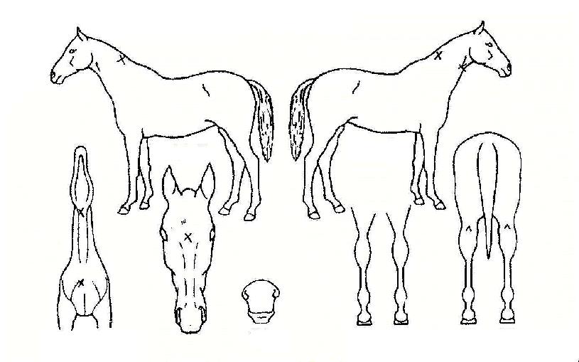 ¼±µ¥À̰ÉÀÇ Ãø¸é,¿ì¸é,µÞ¸é,µÎ»ó,´Ù¸®ÀÇ Æ¯Â¡µµÇØ