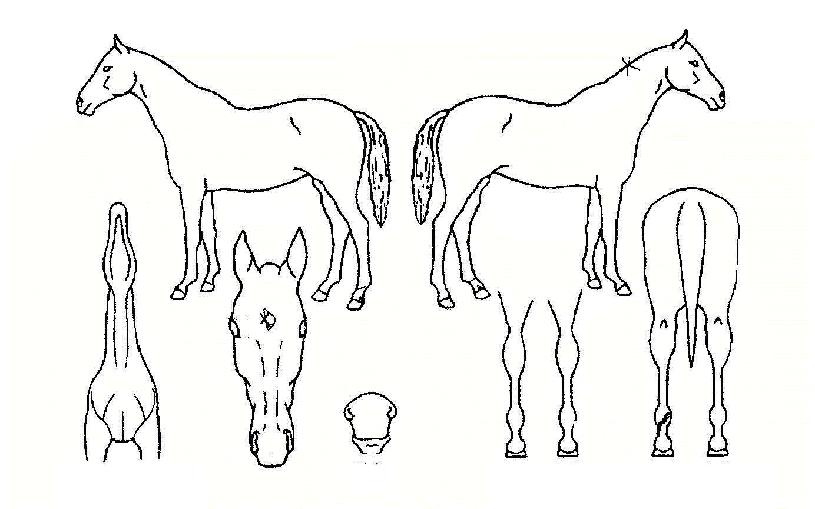 ½Â¸®¿©°ÉÀÇ Ãø¸é,¿ì¸é,µÞ¸é,µÎ»ó,´Ù¸®ÀÇ Æ¯Â¡µµÇØ