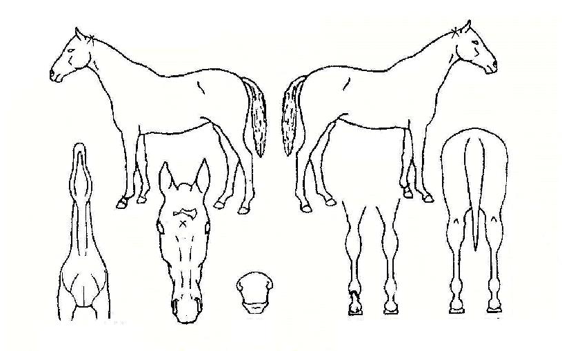 �ΰ������� ����,���,�޸�,�λ�,�ٸ��� Ư¡����