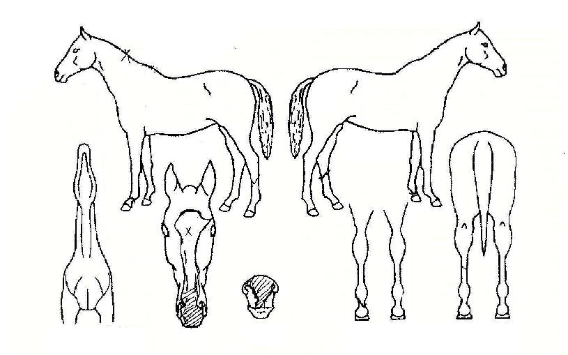 ºòÆÄÀÌÅÍÀÇ Ãø¸é,¿ì¸é,µÞ¸é,µÎ»ó,´Ù¸®ÀÇ Æ¯Â¡µµÇØ