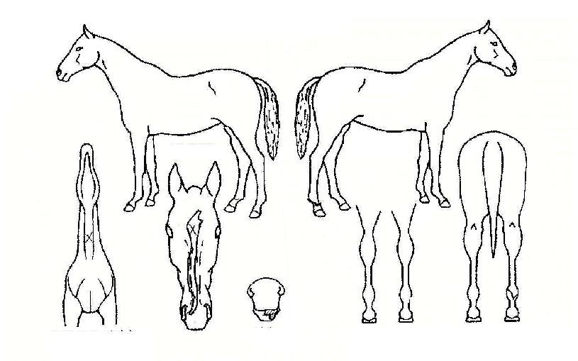 ��Ÿ�����ڸ��� ����,���,�޸�,�λ�,�ٸ��� Ư¡����