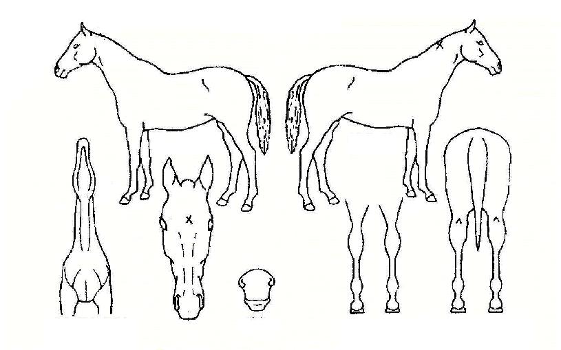 ¿÷½º·Î¾âÀÇ Ãø¸é,¿ì¸é,µÞ¸é,µÎ»ó,´Ù¸®ÀÇ Æ¯Â¡µµÇØ