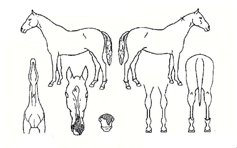 �泲ȣ�� ����,���,�޸�,�λ�,�ٸ��� Ư¡����