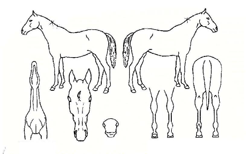 ��ġ�̷��ڸ��� ����,���,�޸�,�λ�,�ٸ��� Ư¡����