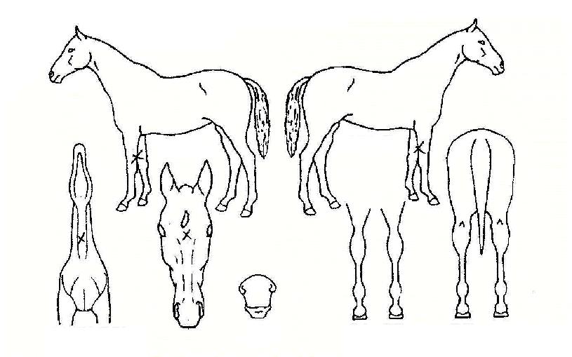 ����� ����,���,�޸�,�λ�,�ٸ��� Ư¡����