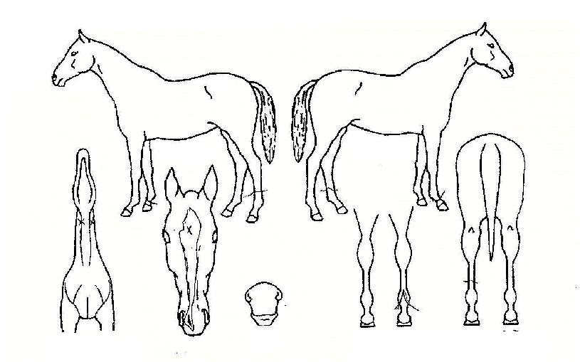 ¹«ÆÐõ¿ÕÀÇ Ãø¸é,¿ì¸é,µÞ¸é,µÎ»ó,´Ù¸®ÀÇ Æ¯Â¡µµÇØ