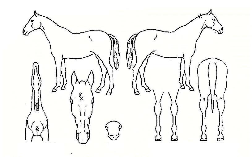 º¼µé¸®½ºÅ×ÀÌÆ¼µåÀÚ¸¶ÀÇ Ãø¸é,¿ì¸é,µÞ¸é,µÎ»ó,´Ù¸®ÀÇ Æ¯Â¡µµÇØ
