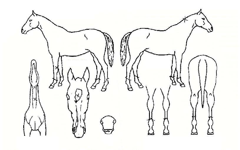 ºí·¹½ÃµåÀÇ Ãø¸é,¿ì¸é,µÞ¸é,µÎ»ó,´Ù¸®ÀÇ Æ¯Â¡µµÇØ