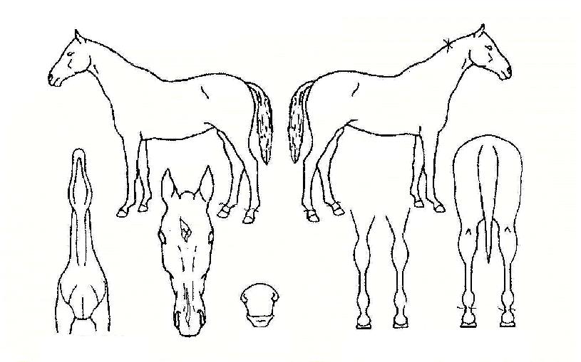 ±Ýºû³ª·¡ÀÇ Ãø¸é,¿ì¸é,µÞ¸é,µÎ»ó,´Ù¸®ÀÇ Æ¯Â¡µµÇØ