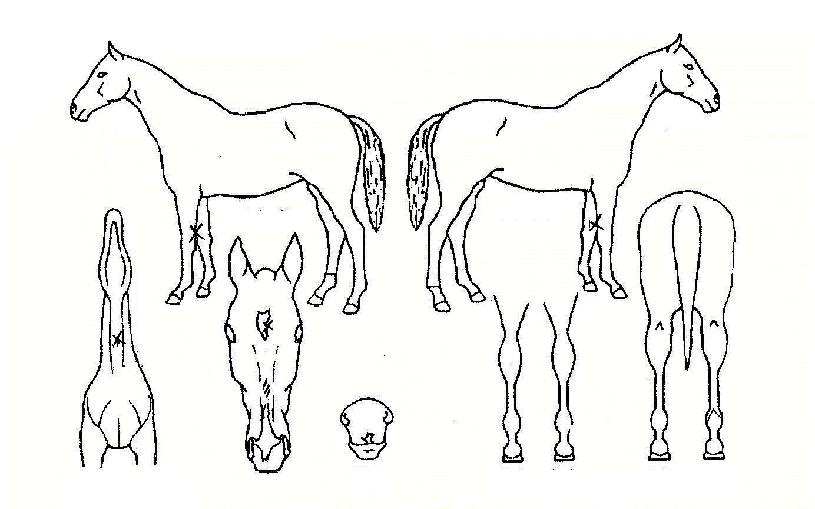 ûÁ¤½ÉÀÚ¸¶ÀÇ Ãø¸é,¿ì¸é,µÞ¸é,µÎ»ó,´Ù¸®ÀÇ Æ¯Â¡µµÇØ