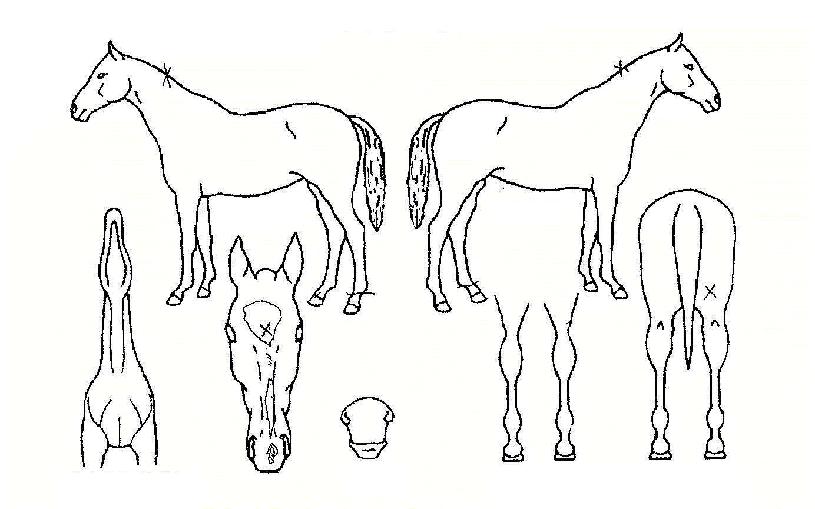 ·ÎµåÄýÀÇ Ãø¸é,¿ì¸é,µÞ¸é,µÎ»ó,´Ù¸®ÀÇ Æ¯Â¡µµÇØ