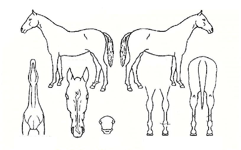 �ϸ���� ����,���,�޸�,�λ�,�ٸ��� Ư¡����