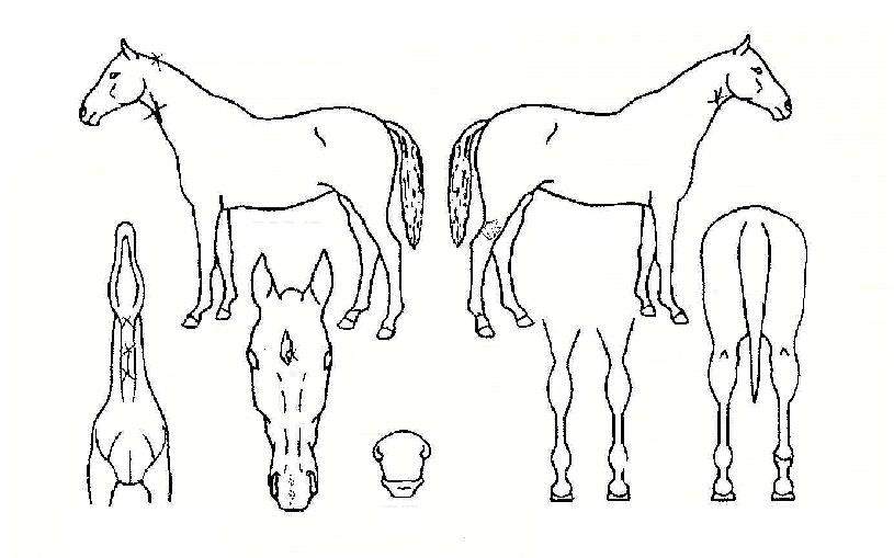 ¿ùµå¹Ì½ºÀÇ Ãø¸é,¿ì¸é,µÞ¸é,µÎ»ó,´Ù¸®ÀÇ Æ¯Â¡µµÇØ