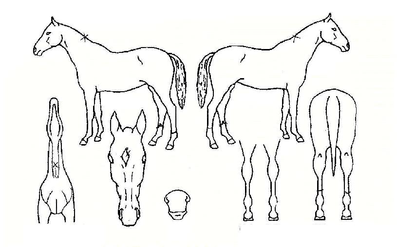 �̱����ͷ����� ����,���,�޸�,�λ�,�ٸ��� Ư¡����