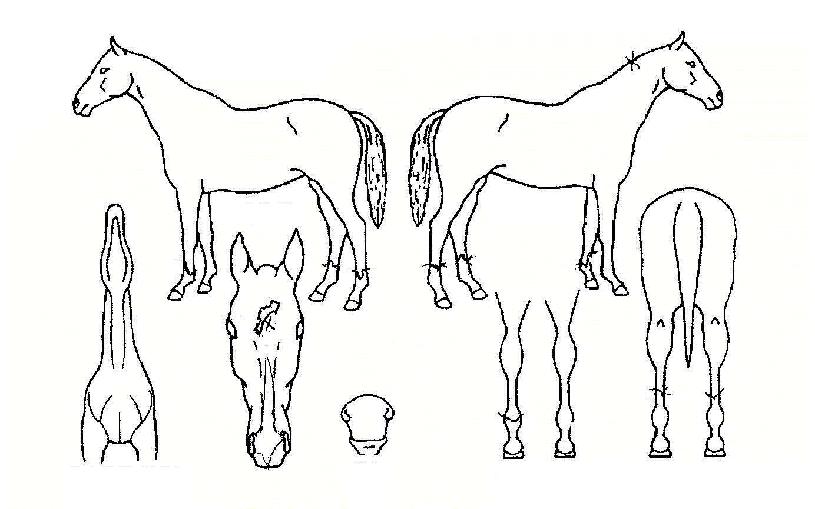 ����Ʈ��ġ�� ����,���,�޸�,�λ�,�ٸ��� Ư¡����