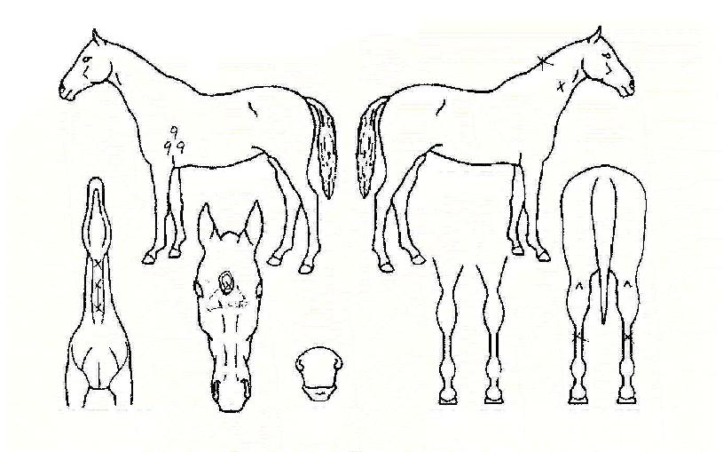 µîºÒó·³ÀÇ Ãø¸é,¿ì¸é,µÞ¸é,µÎ»ó,´Ù¸®ÀÇ Æ¯Â¡µµÇØ