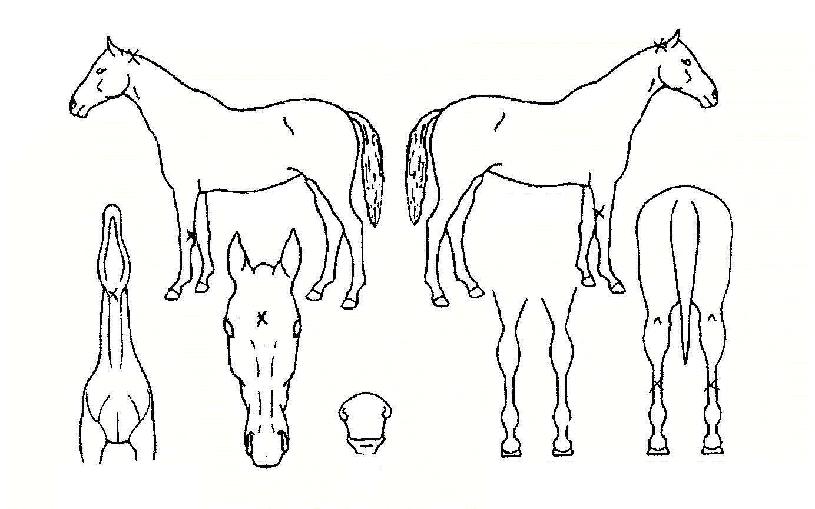 ¹«ÇѼӷÂÀÇ Ãø¸é,¿ì¸é,µÞ¸é,µÎ»ó,´Ù¸®ÀÇ Æ¯Â¡µµÇØ