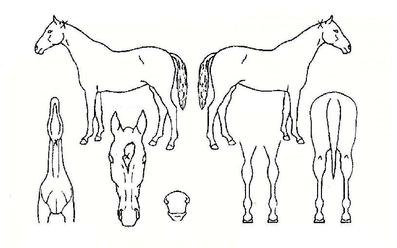 ��Ƽ���� ����,���,�޸�,�λ�,�ٸ��� Ư¡����