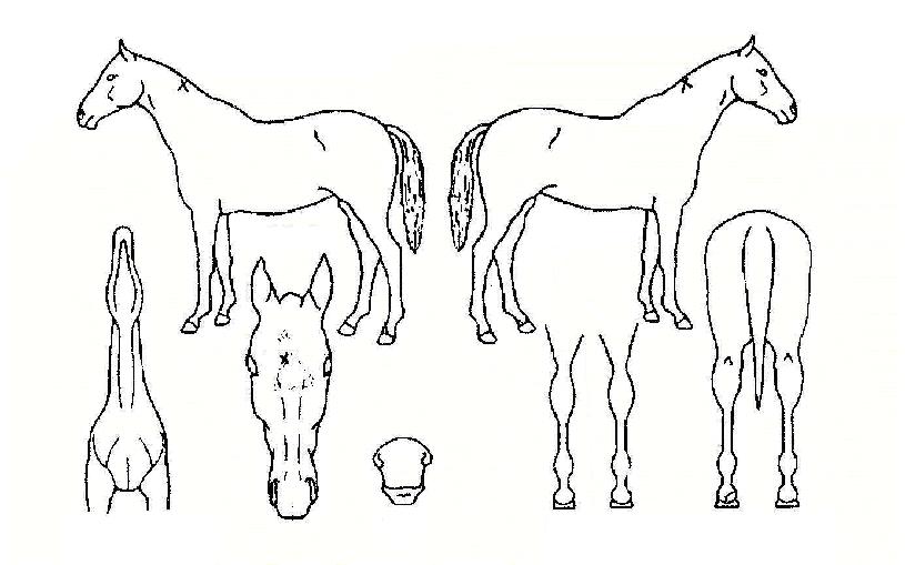 °¥»öÆøÇ³ÀÇ Ãø¸é,¿ì¸é,µÞ¸é,µÎ»ó,´Ù¸®ÀÇ Æ¯Â¡µµÇØ