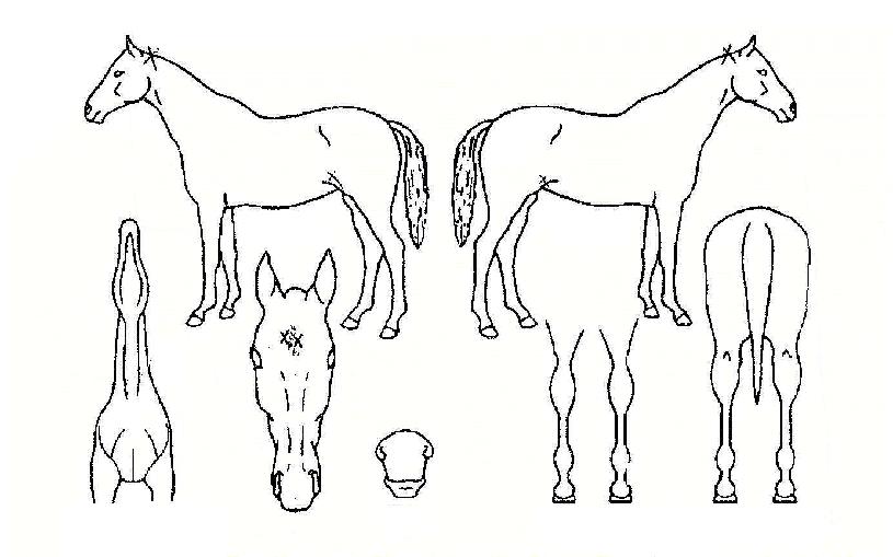 ´ëȲºÀÀÇ Ãø¸é,¿ì¸é,µÞ¸é,µÎ»ó,´Ù¸®ÀÇ Æ¯Â¡µµÇØ