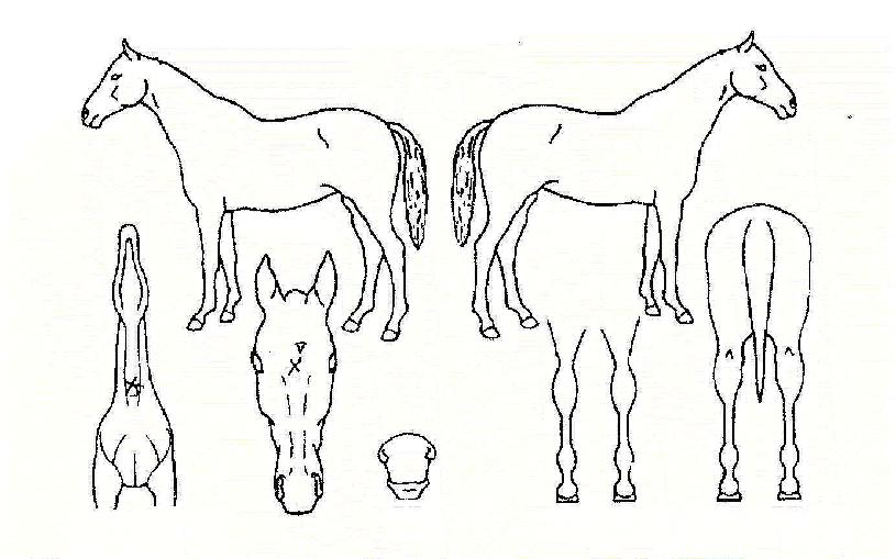 ������� ����,���,�޸�,�λ�,�ٸ��� Ư¡����