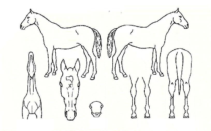 ´©¸®È¿°úÀÇ Ãø¸é,¿ì¸é,µÞ¸é,µÎ»ó,´Ù¸®ÀÇ Æ¯Â¡µµÇØ