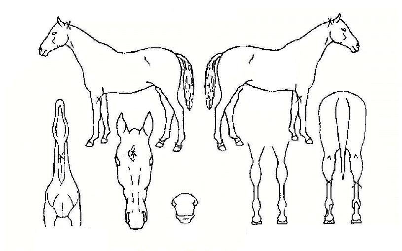 �������� ����,���,�޸�,�λ�,�ٸ��� Ư¡����