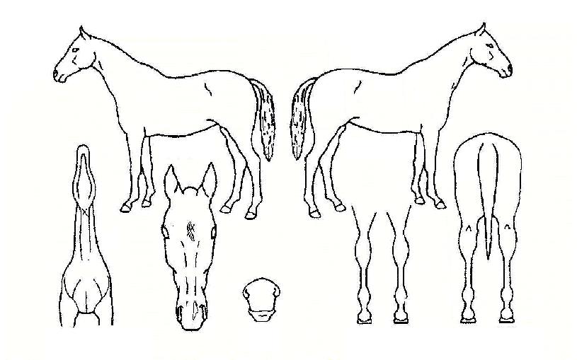 º¼ÄÉÀ̳ëÀÇ Ãø¸é,¿ì¸é,µÞ¸é,µÎ»ó,´Ù¸®ÀÇ Æ¯Â¡µµÇØ