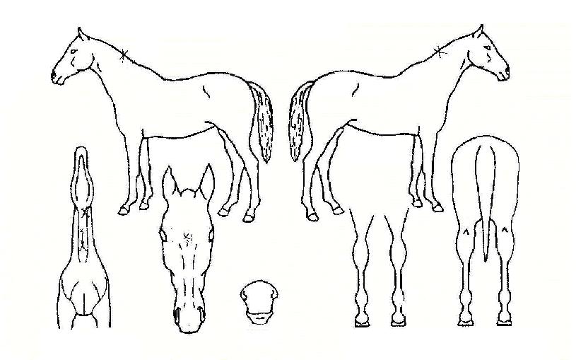 ������ ����,���,�޸�,�λ�,�ٸ��� Ư¡����