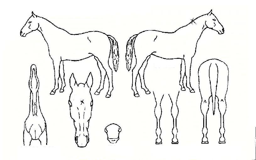 ²Þó·³ÀÇ Ãø¸é,¿ì¸é,µÞ¸é,µÎ»ó,´Ù¸®ÀÇ Æ¯Â¡µµÇØ