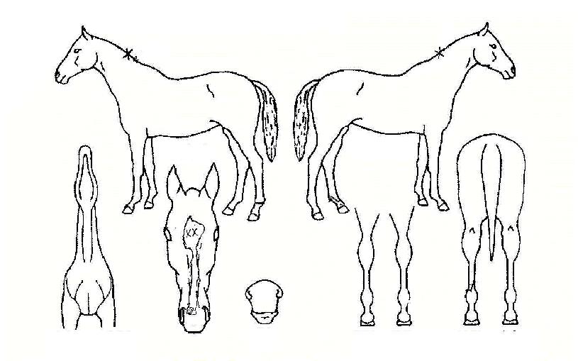 ÇÏÀ̽ºÆÄÀÌÅ©ÀÇ Ãø¸é,¿ì¸é,µÞ¸é,µÎ»ó,´Ù¸®ÀÇ Æ¯Â¡µµÇØ