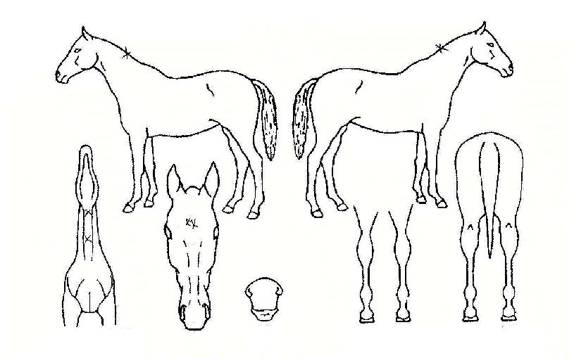 »ó°ßÀÇ Ãø¸é,¿ì¸é,µÞ¸é,µÎ»ó,´Ù¸®ÀÇ Æ¯Â¡µµÇØ